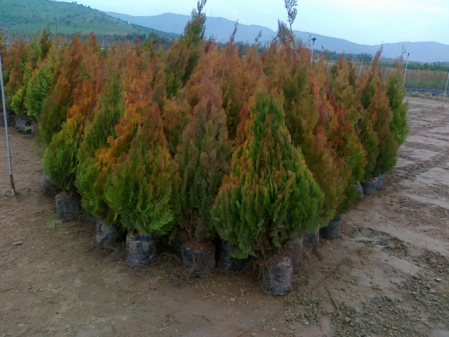 Altuni Piramit Mazı